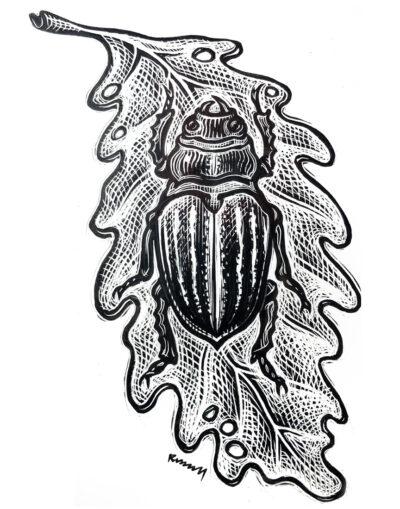 Beetle on Leaf Scientific Illustration © Bill Russell